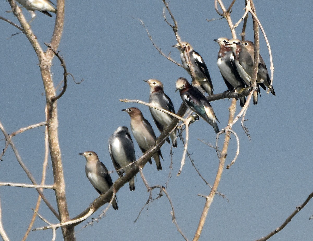 Chestnut-cheeked Starling - ML202842701