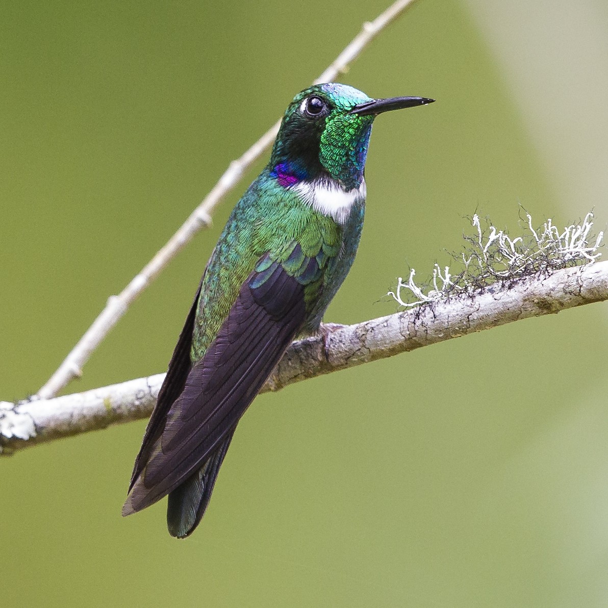 White-throated Daggerbill - Peter Hawrylyshyn