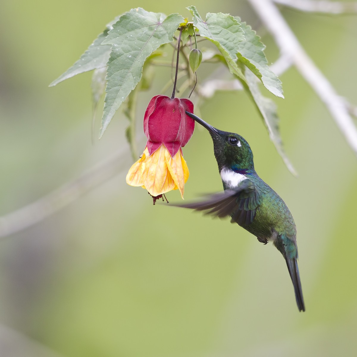 White-throated Daggerbill - Peter Hawrylyshyn