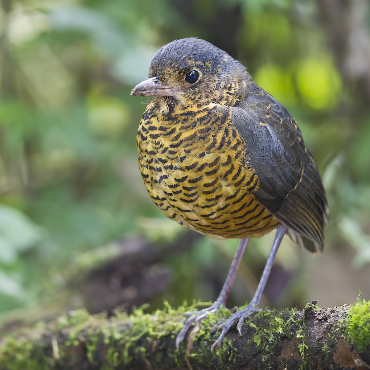 Undulated Antpitta - Peter Hawrylyshyn