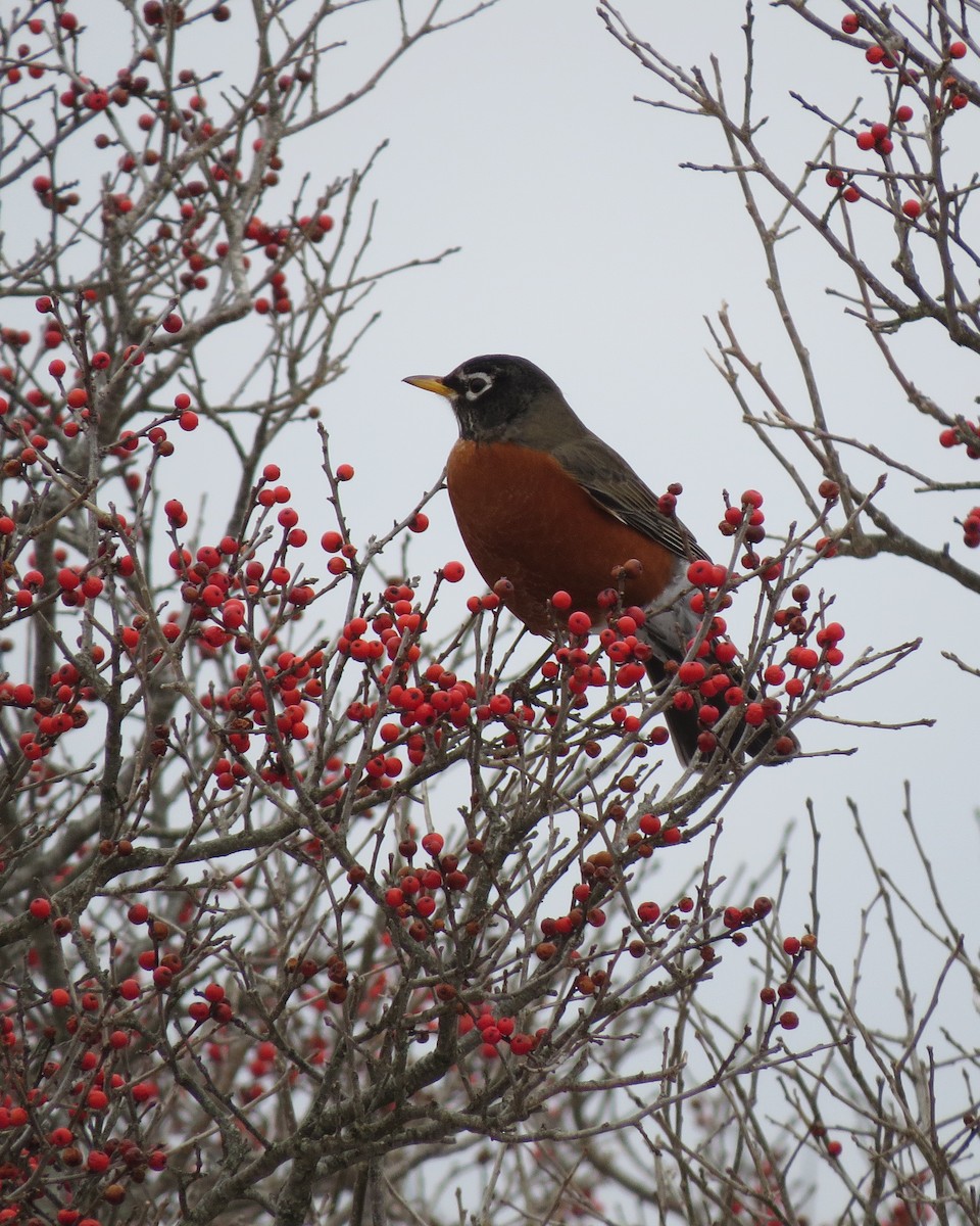 American Robin - ML202846301