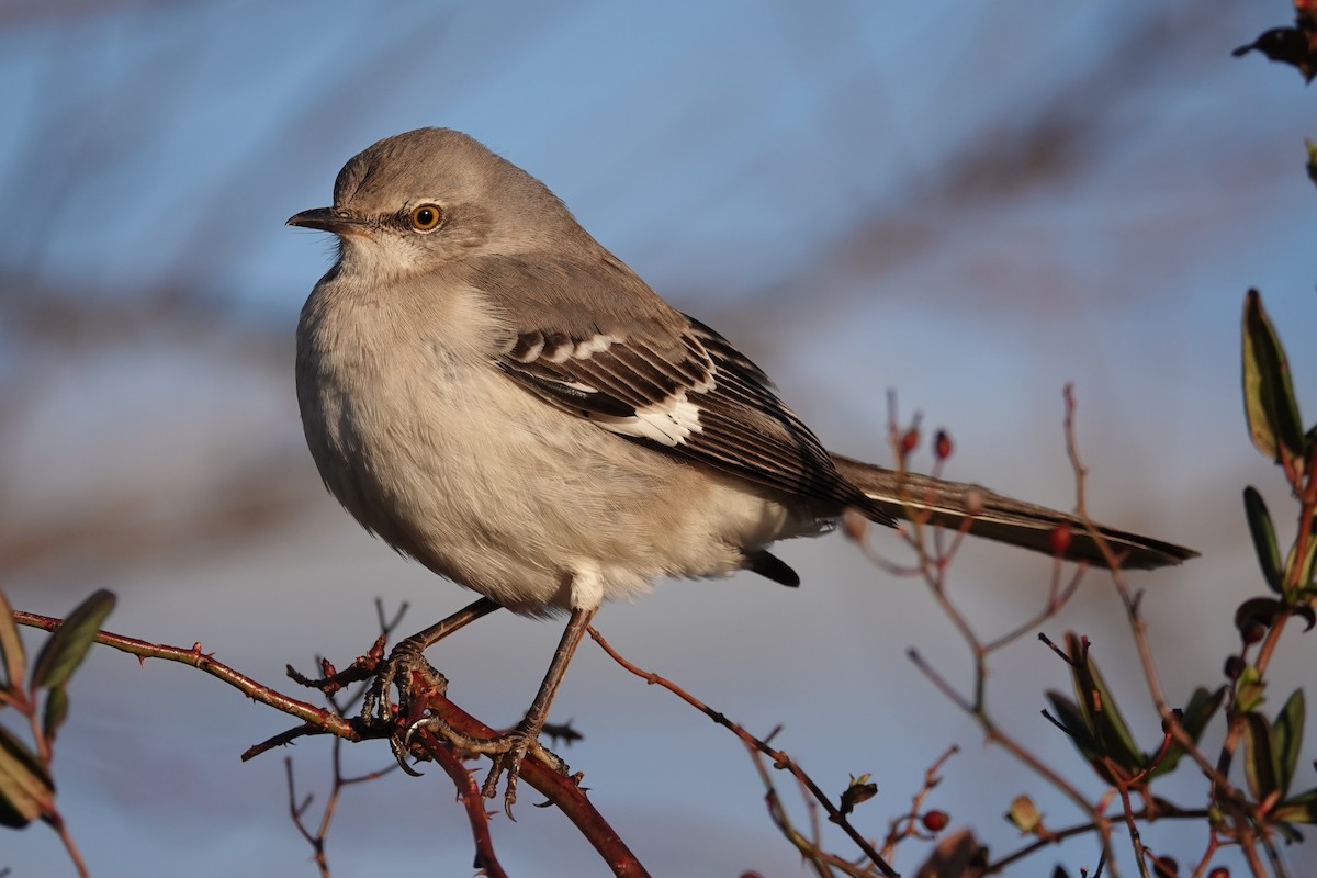 Northern Mockingbird - Vic Laubach