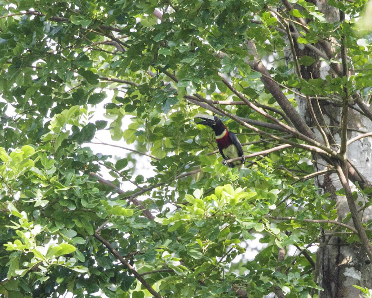 Red-necked Aracari - ML202846681