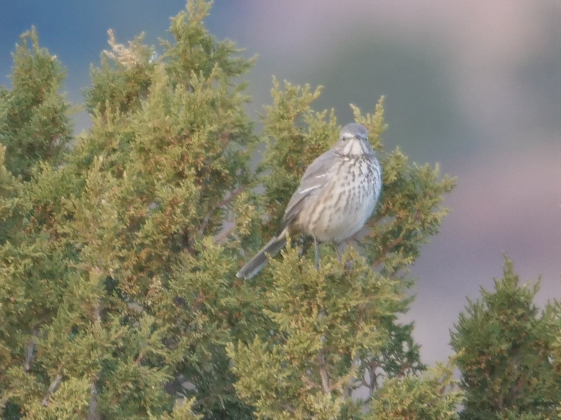 Sage Thrasher - ML202846861