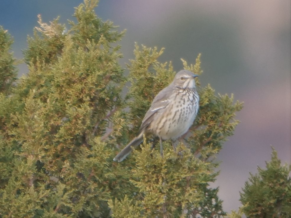 Sage Thrasher - ML202846871