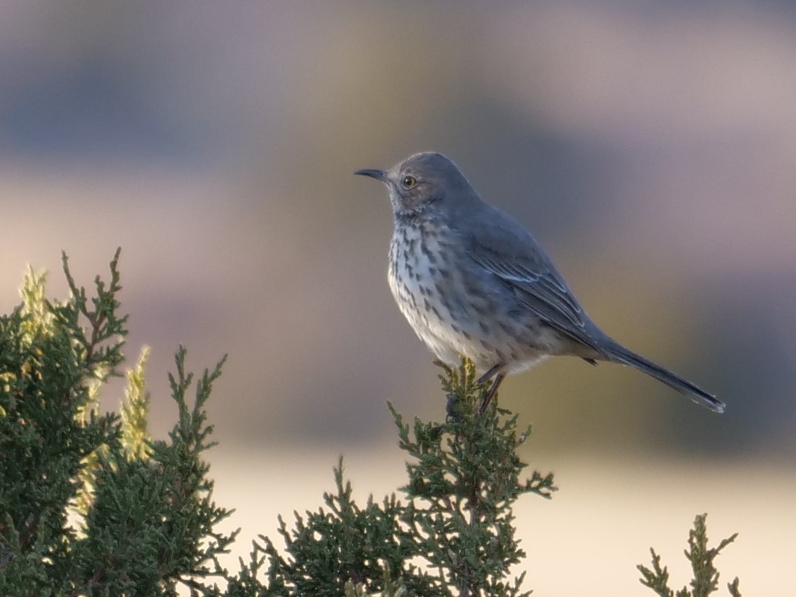 Sage Thrasher - ML202846881