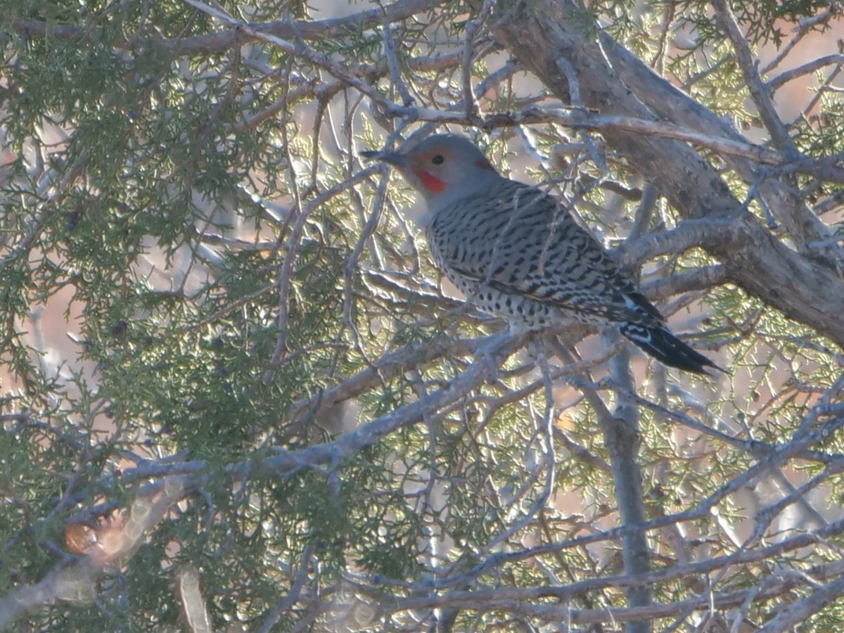 Northern Flicker (Yellow-shafted x Red-shafted) - ML202847211