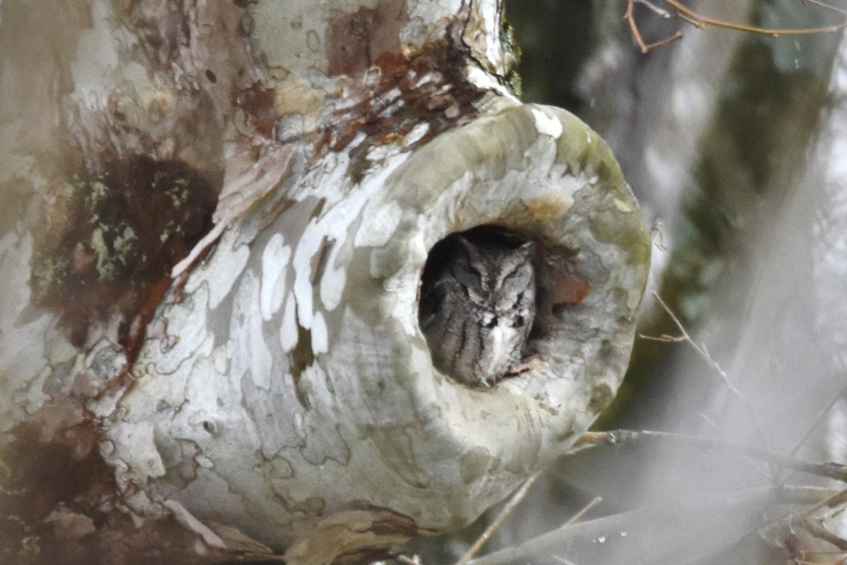 Eastern Screech-Owl - irina shulgina