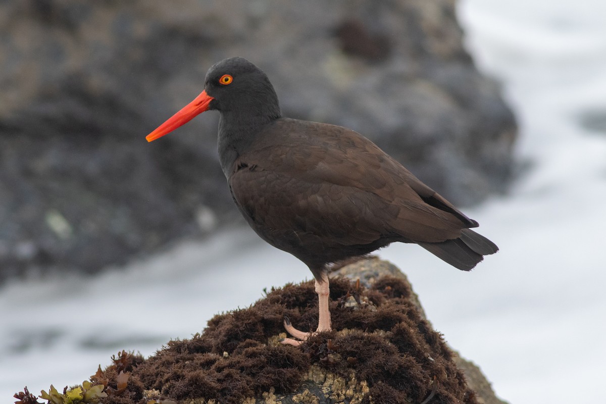 Black Oystercatcher - Rob Fowler