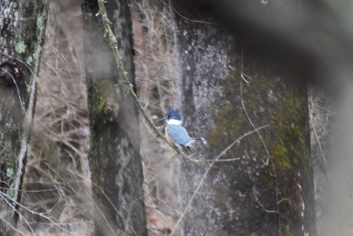 Belted Kingfisher - ML202848921