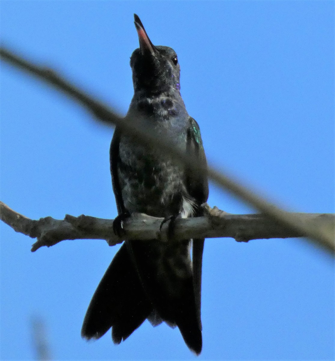Sapphire-throated Hummingbird - ML202851111