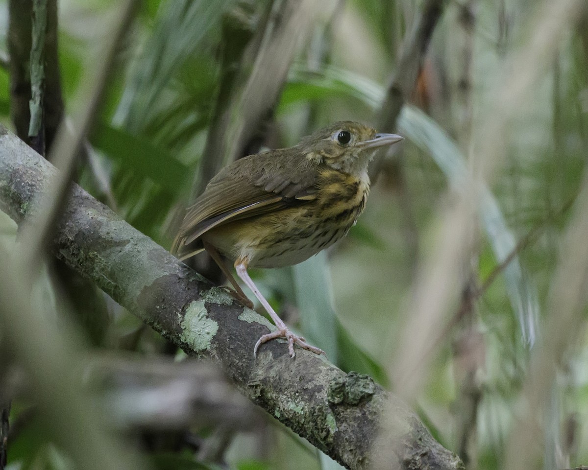 Amazonian Antpitta - Silvia Faustino Linhares