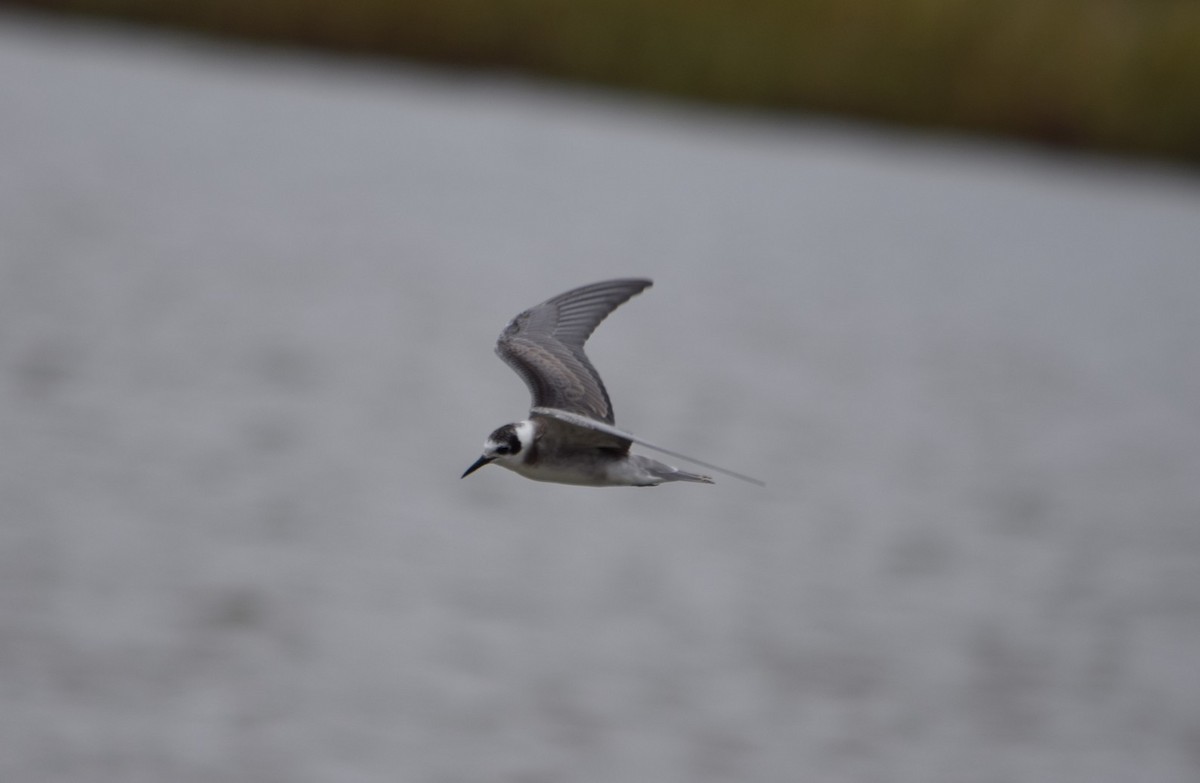 Black Tern - ML20285511