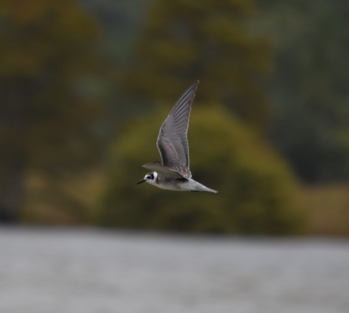 Black Tern - ML20285571