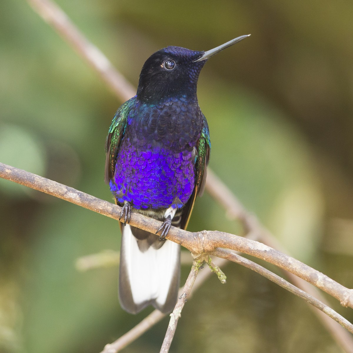 Velvet-purple Coronet - ML20285831