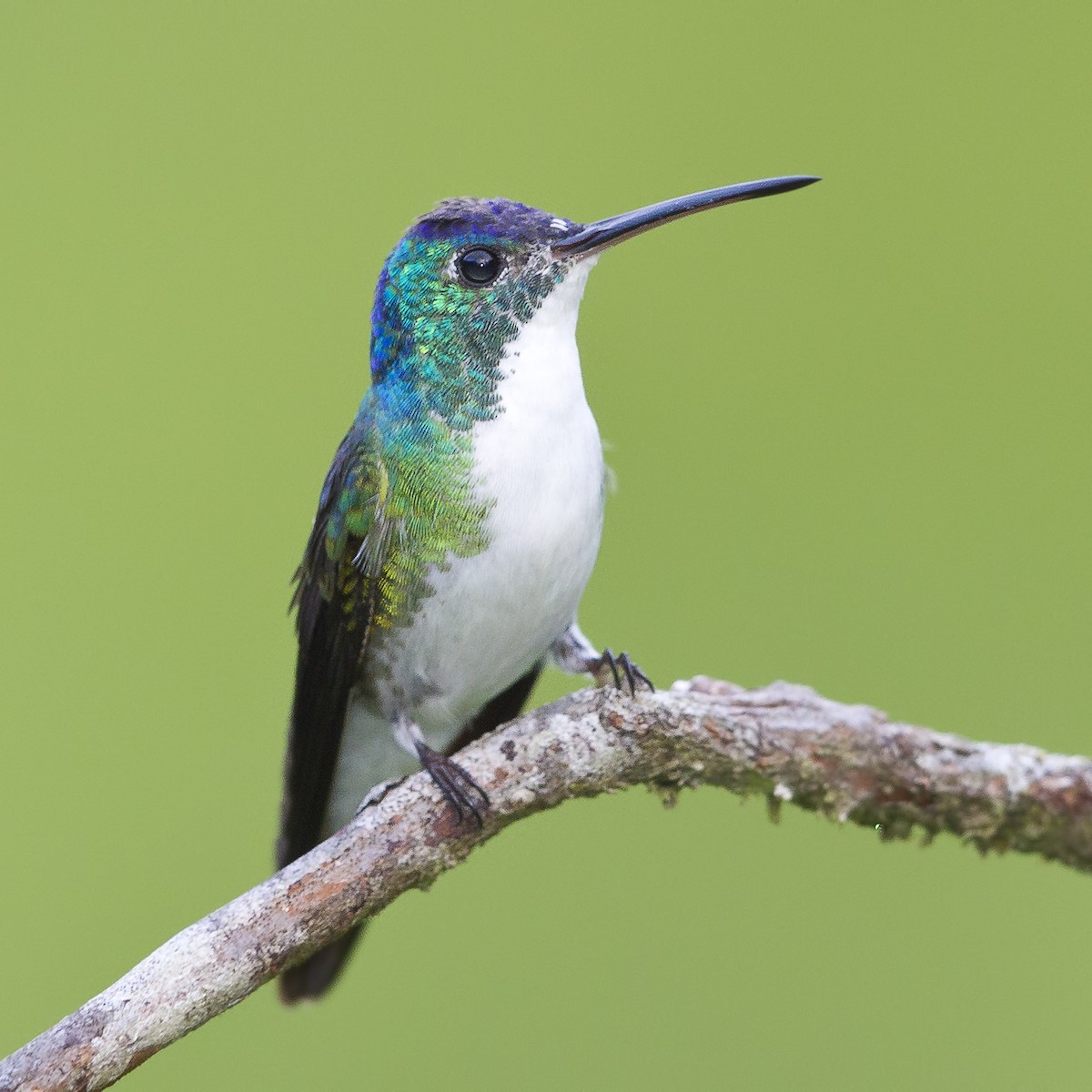 Andean Emerald - Peter Hawrylyshyn