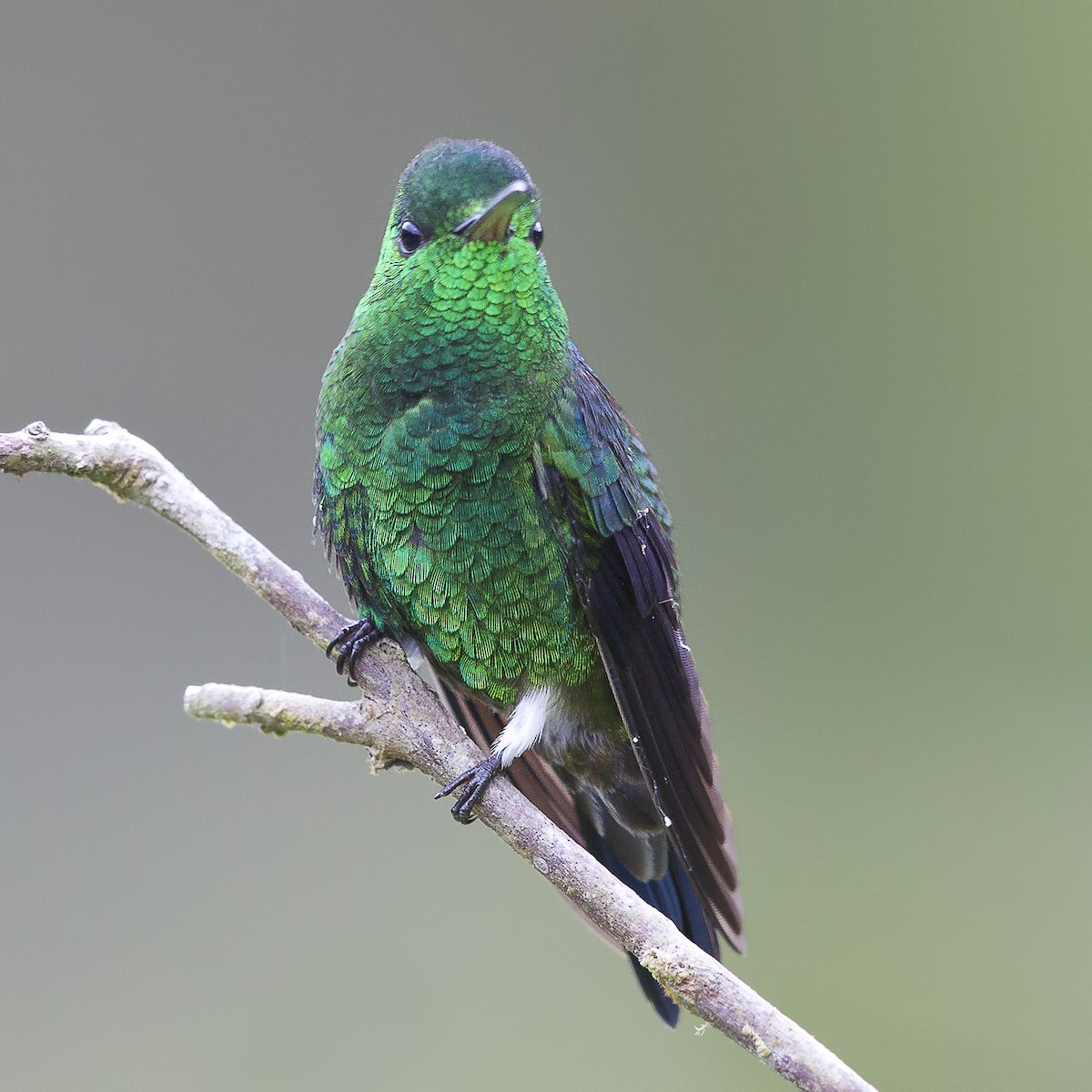 Steely-vented Hummingbird - ML20285901