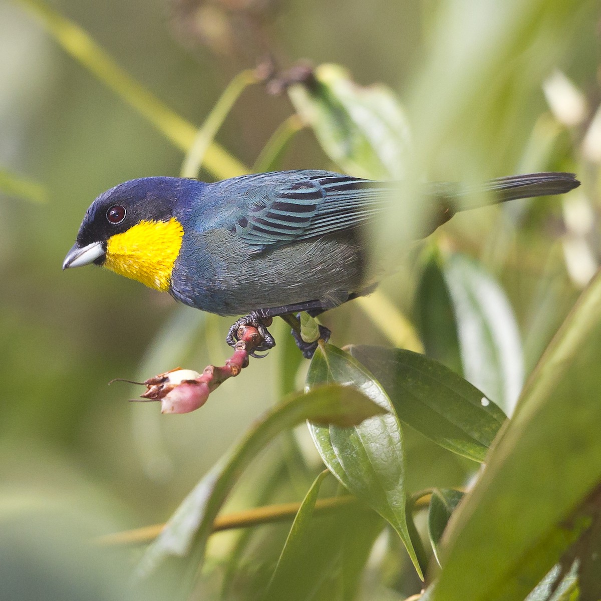 Purplish-mantled Tanager - ML20285921