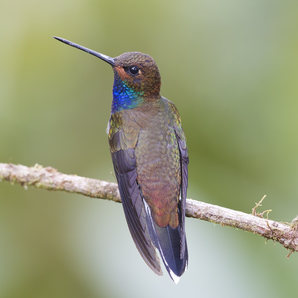 Colibrí de Bouguer Occidental - ML20286021