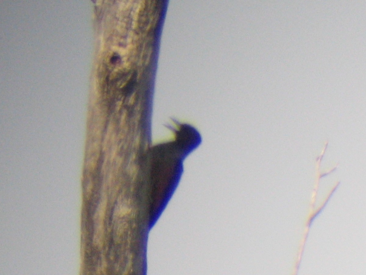 Lewis's Woodpecker - ML20286171