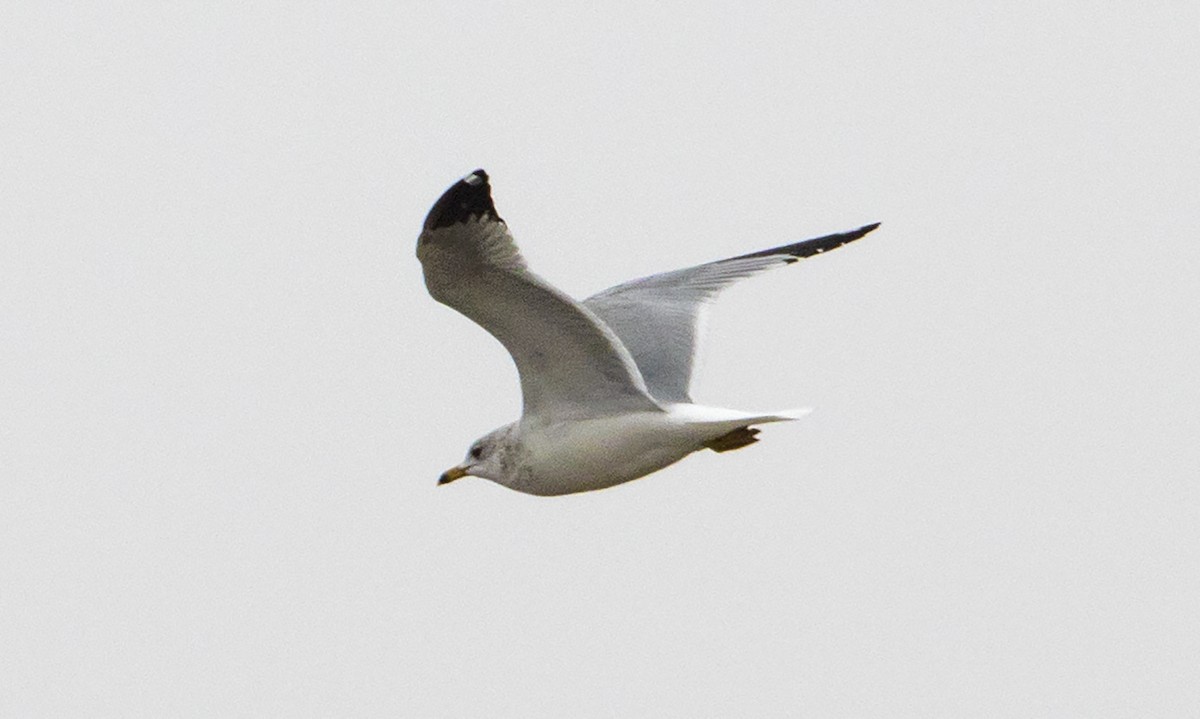 Ring-billed Gull - Jason Lott