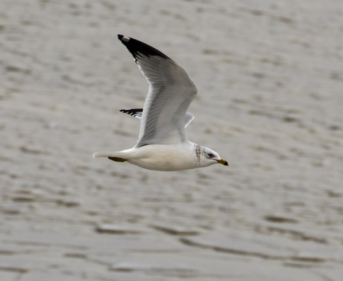 Ring-billed Gull - Jason Lott