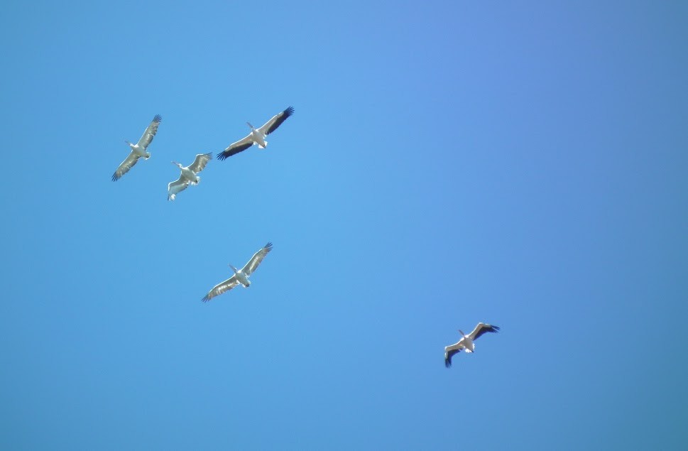 Great White Pelican - ML20286321