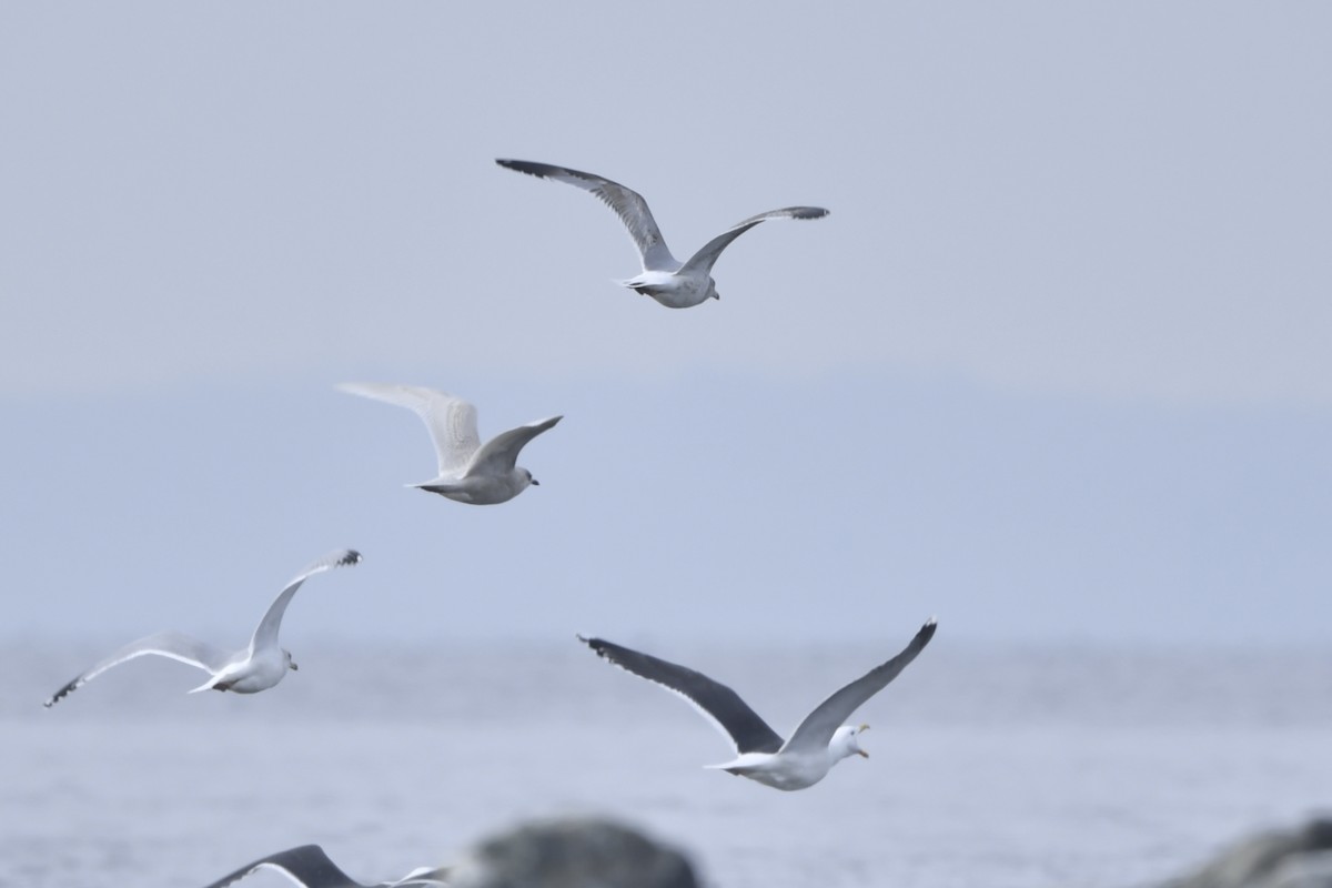 Iceland Gull (kumlieni/glaucoides) - ML202865061