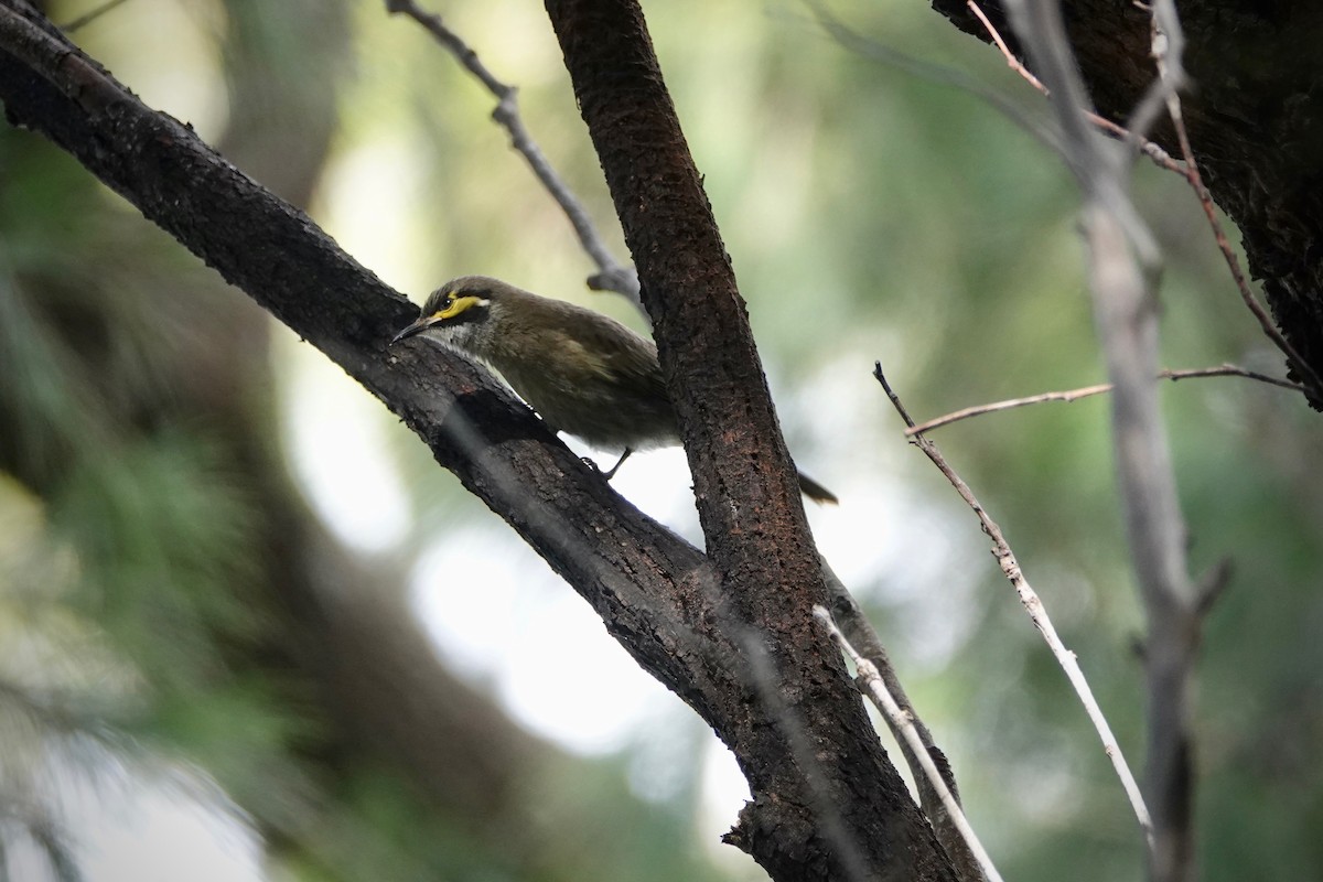 Yellow-faced Honeyeater - ML202865501