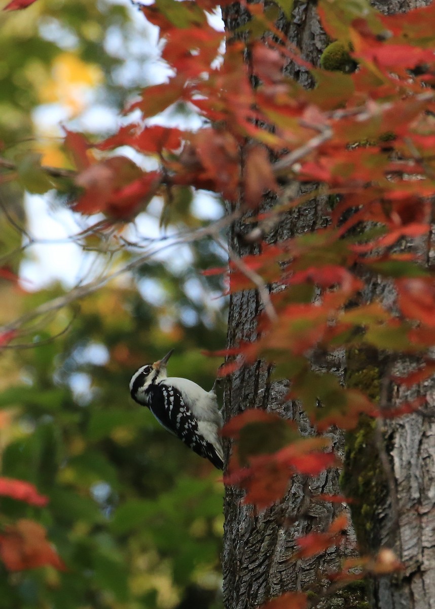 Hairy Woodpecker - Tim Lenz