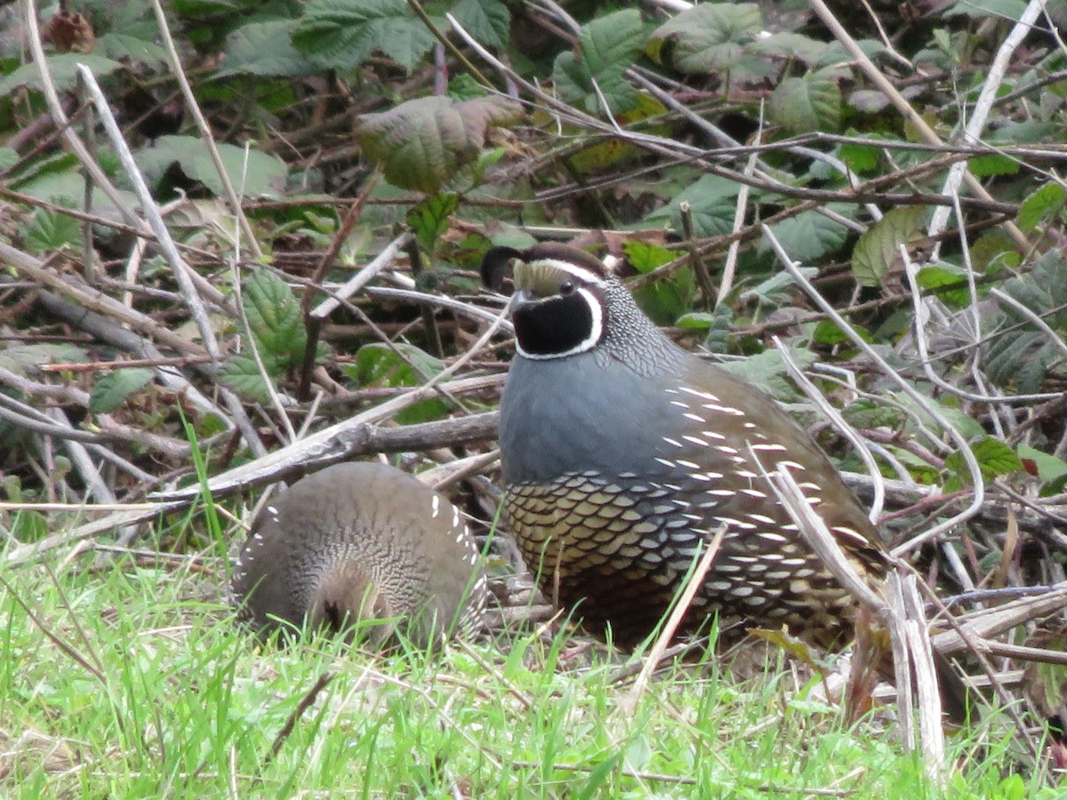 California Quail - ML202867801