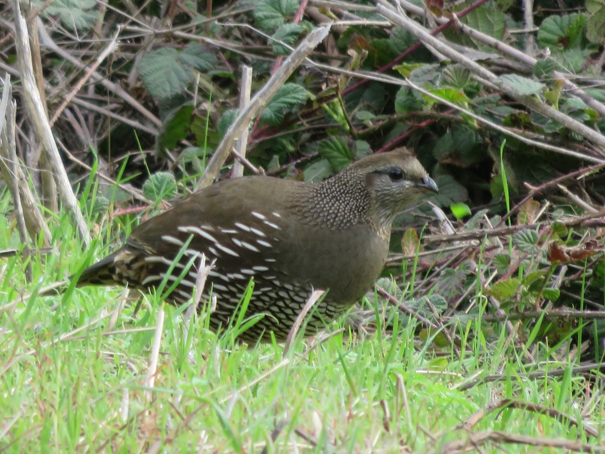 California Quail - ML202867831