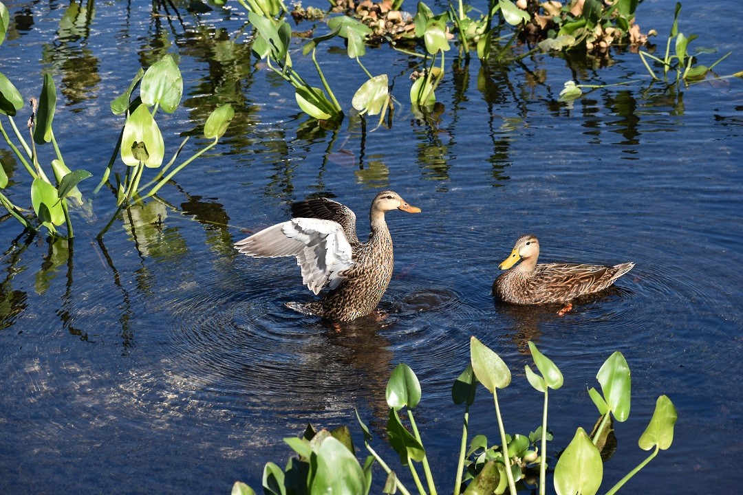Mottled Duck - ML202868651