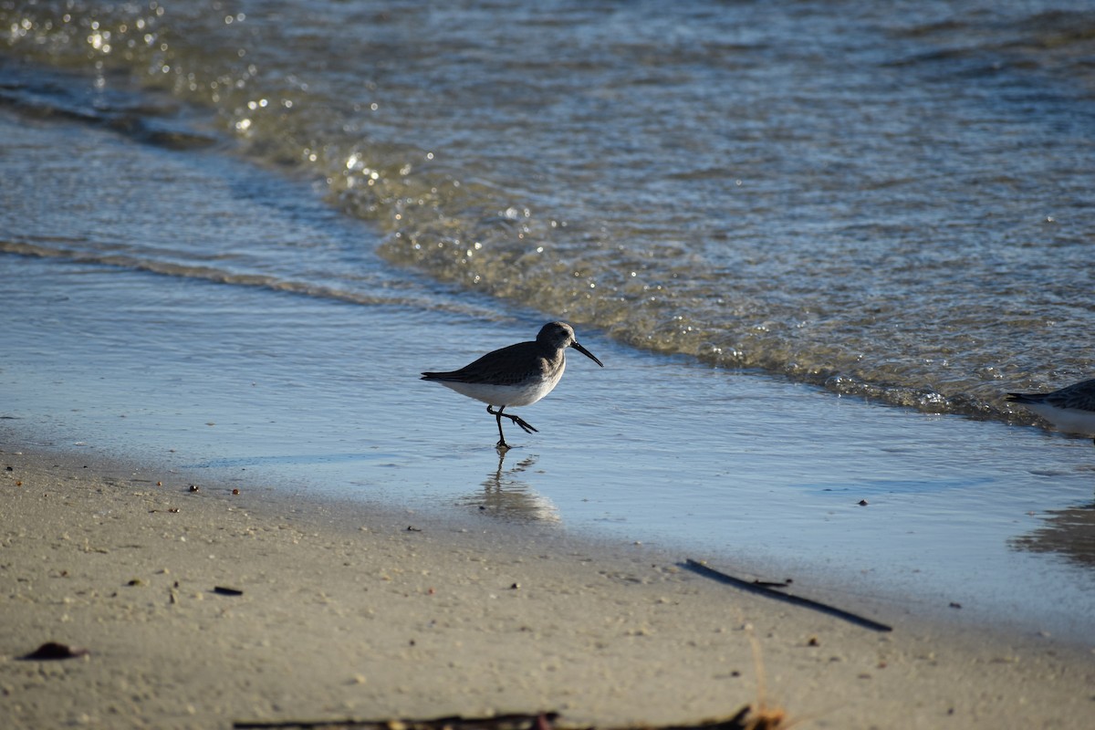 Dunlin - ML202868931
