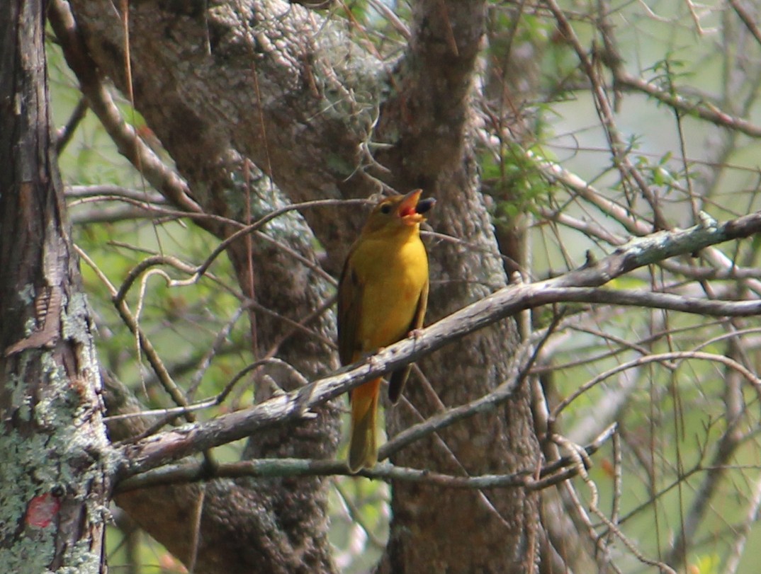 Summer Tanager - Nancee Cobb