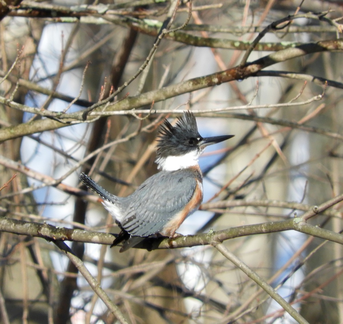 Belted Kingfisher - ML202871811
