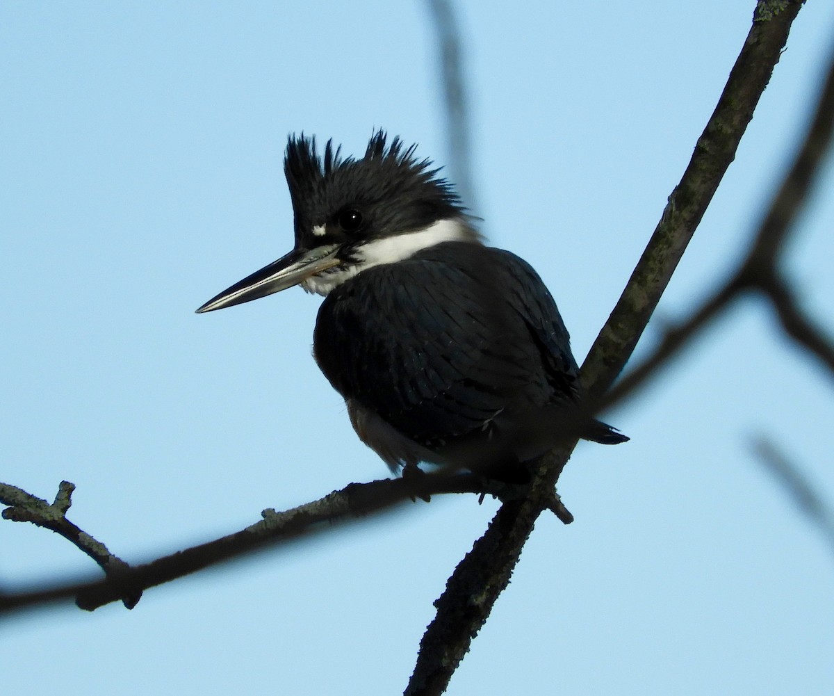 Belted Kingfisher - ML202872461