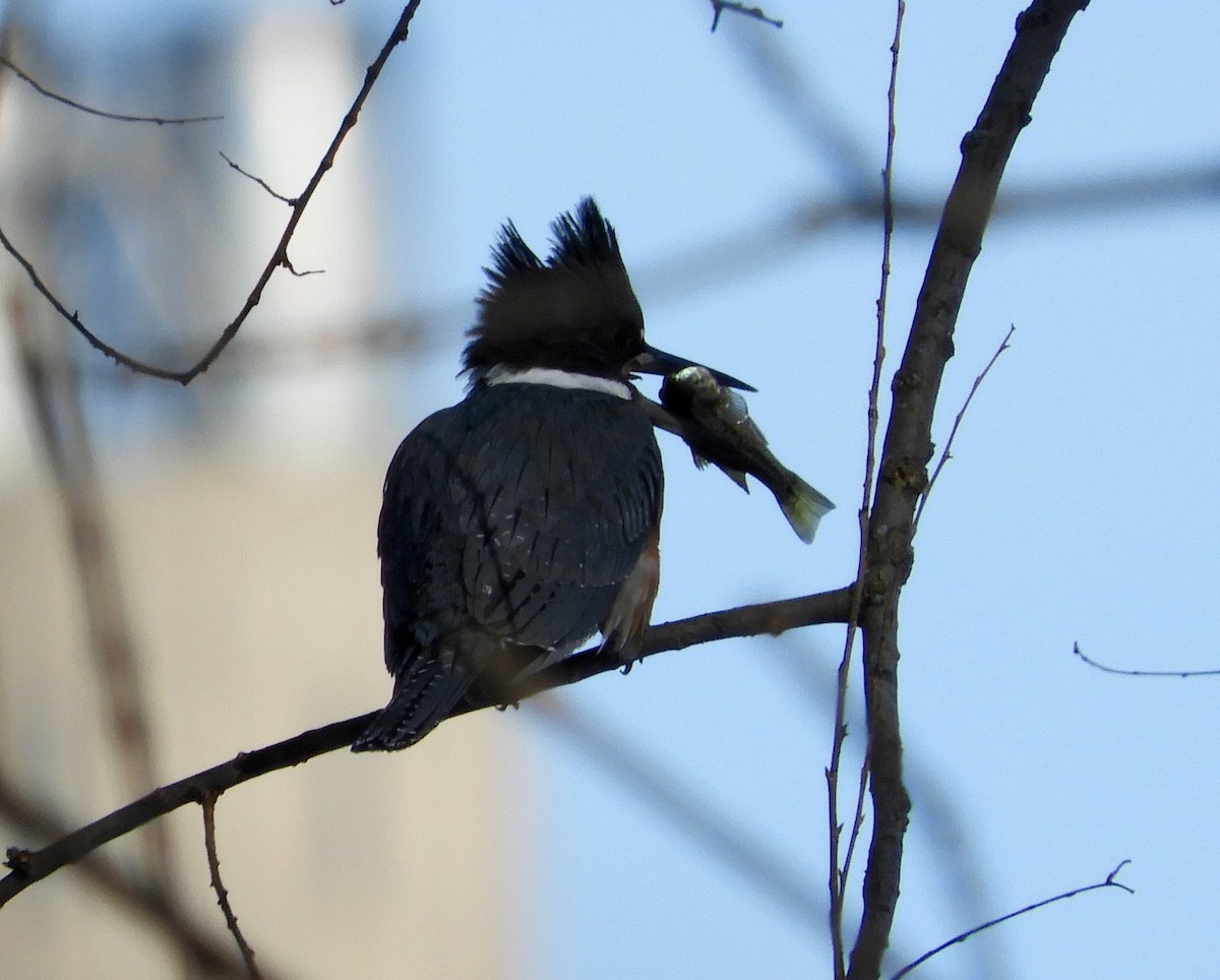 Belted Kingfisher - ML202872771