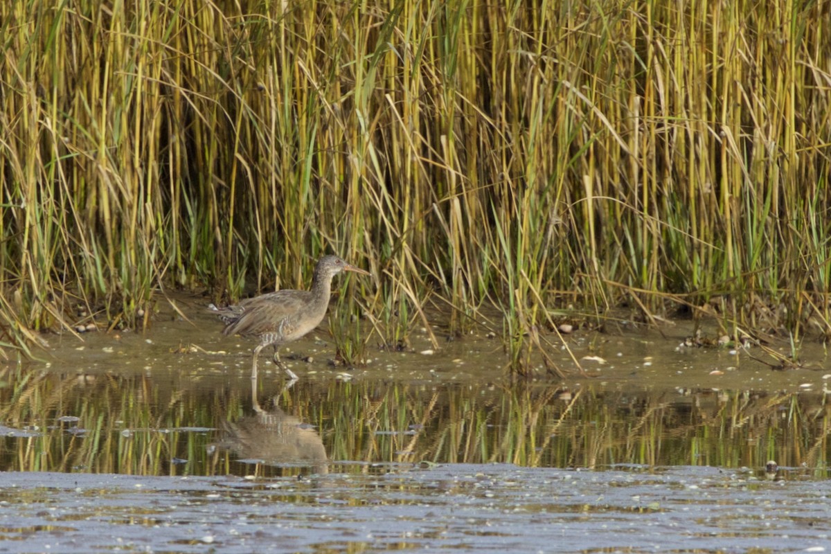 Clapper Rail - ML20287281