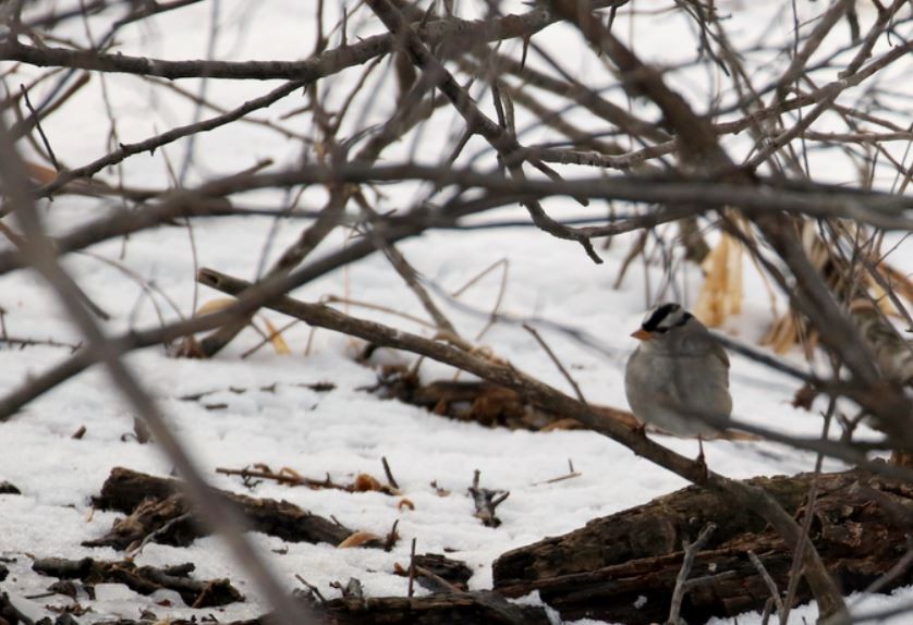 White-crowned Sparrow - ML202873021
