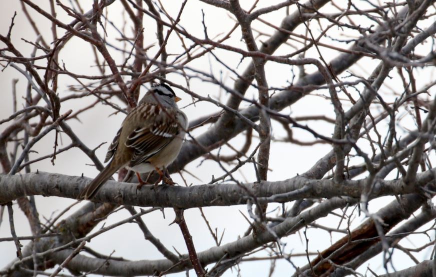 White-crowned Sparrow - ML202873031