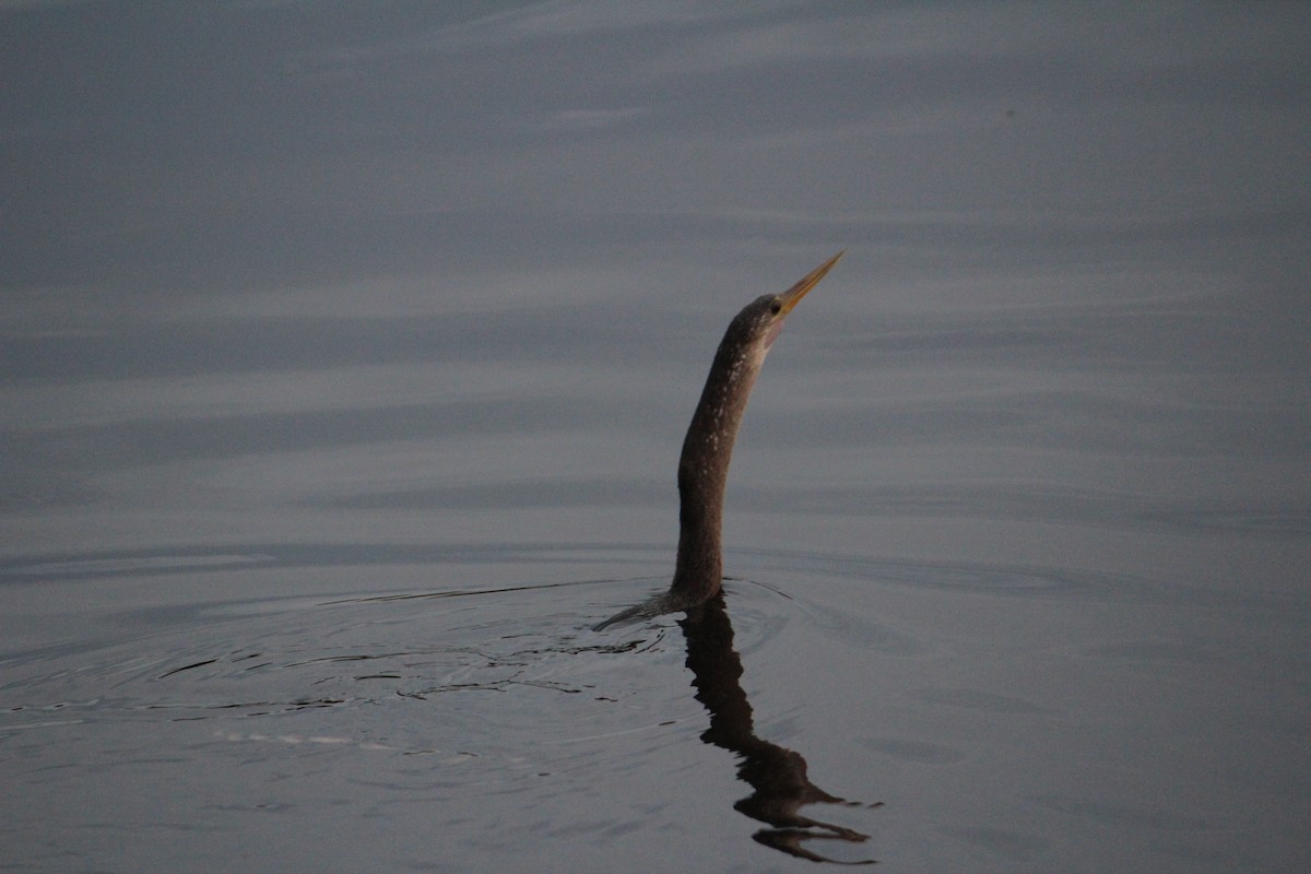 Anhinga d'Amérique - ML20287401