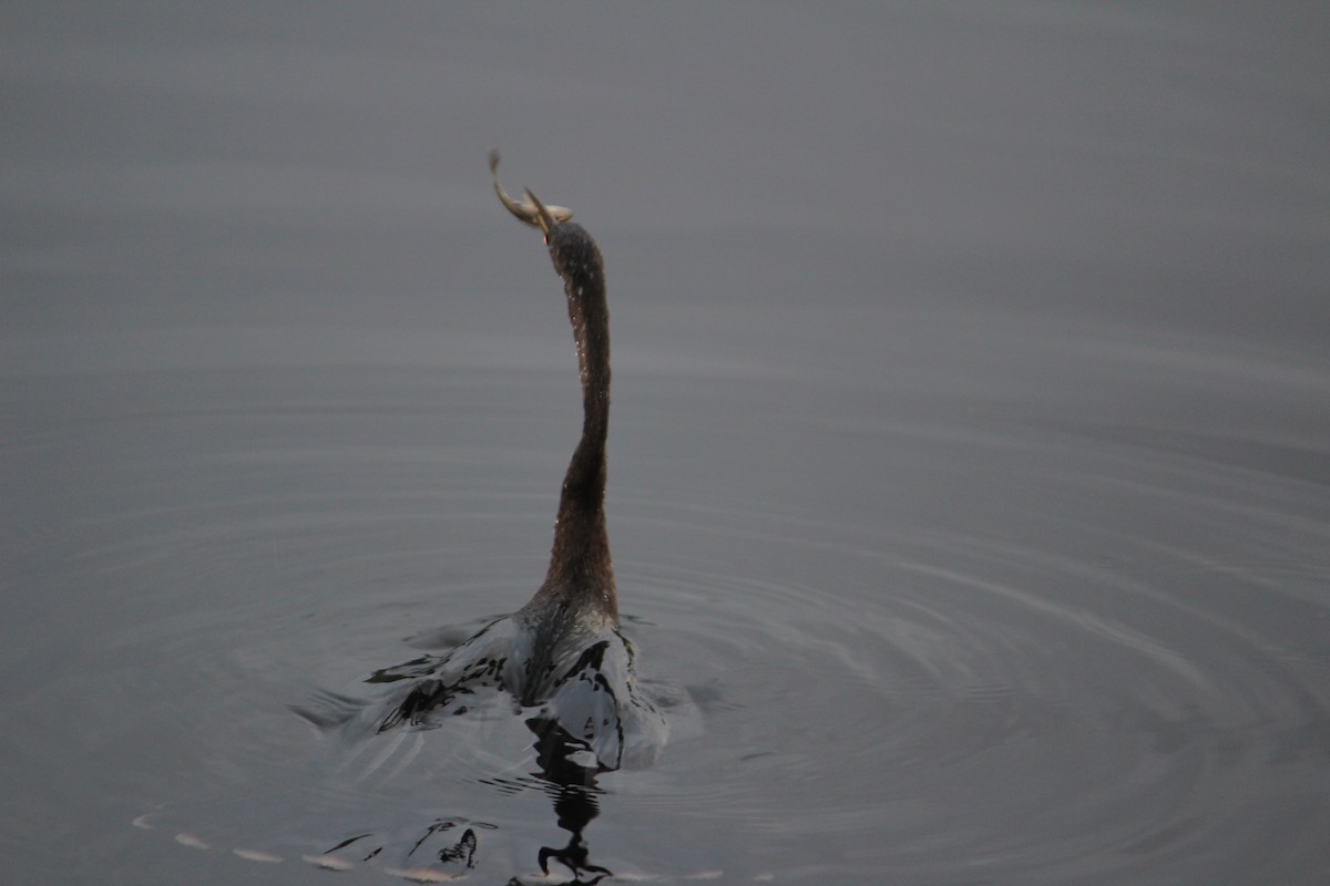 Anhinga d'Amérique - ML20287431