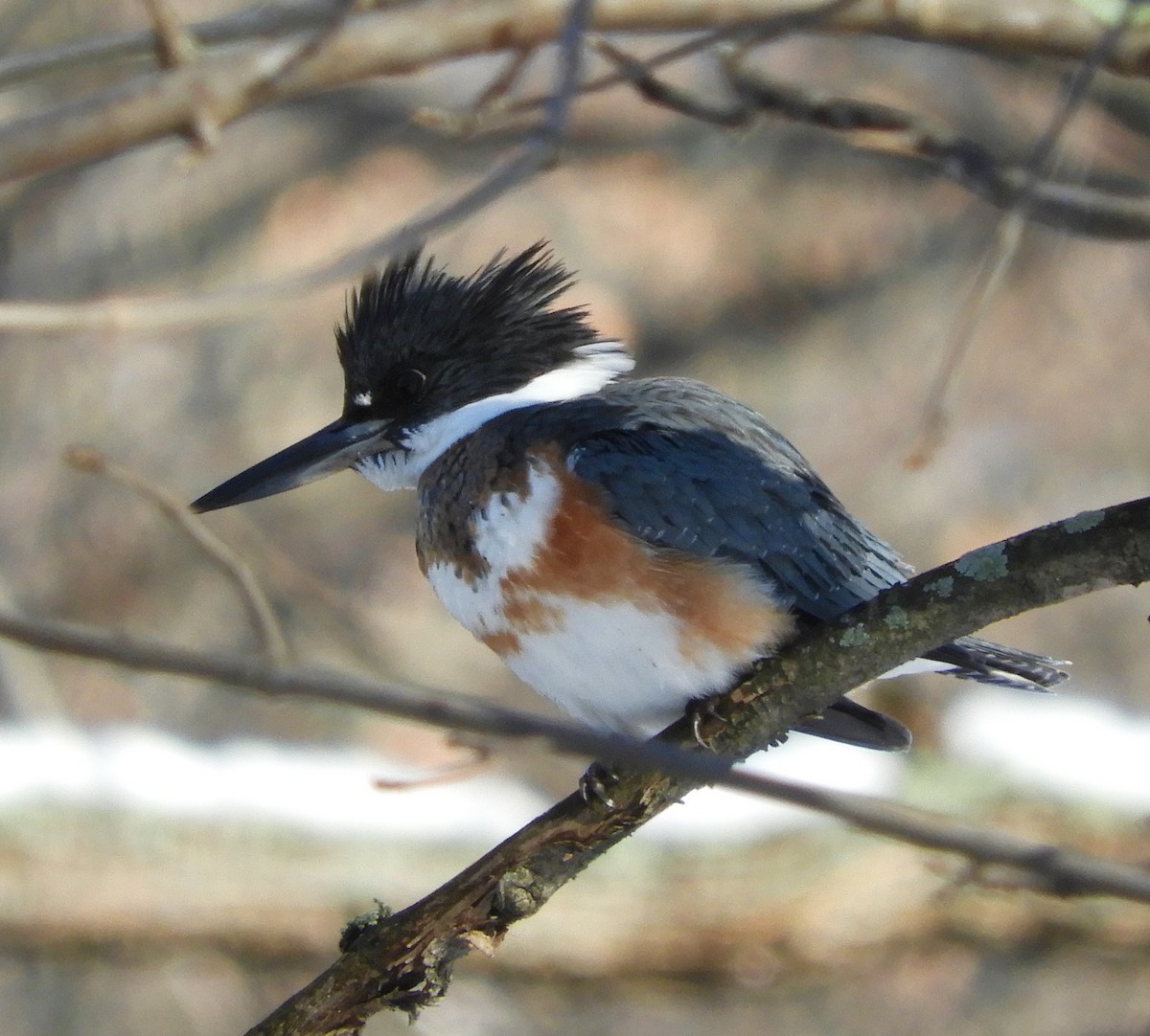 Belted Kingfisher - ML202875421