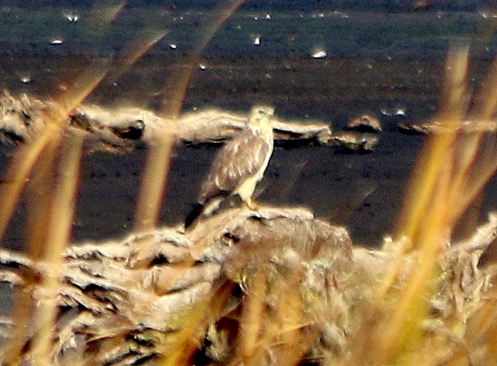 Long-legged Buzzard - ML20287981