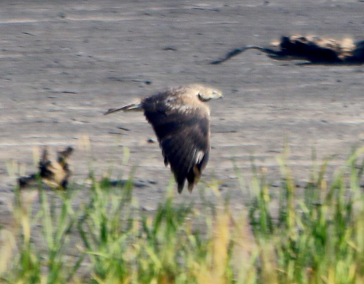 Long-legged Buzzard - Albert Linkowski