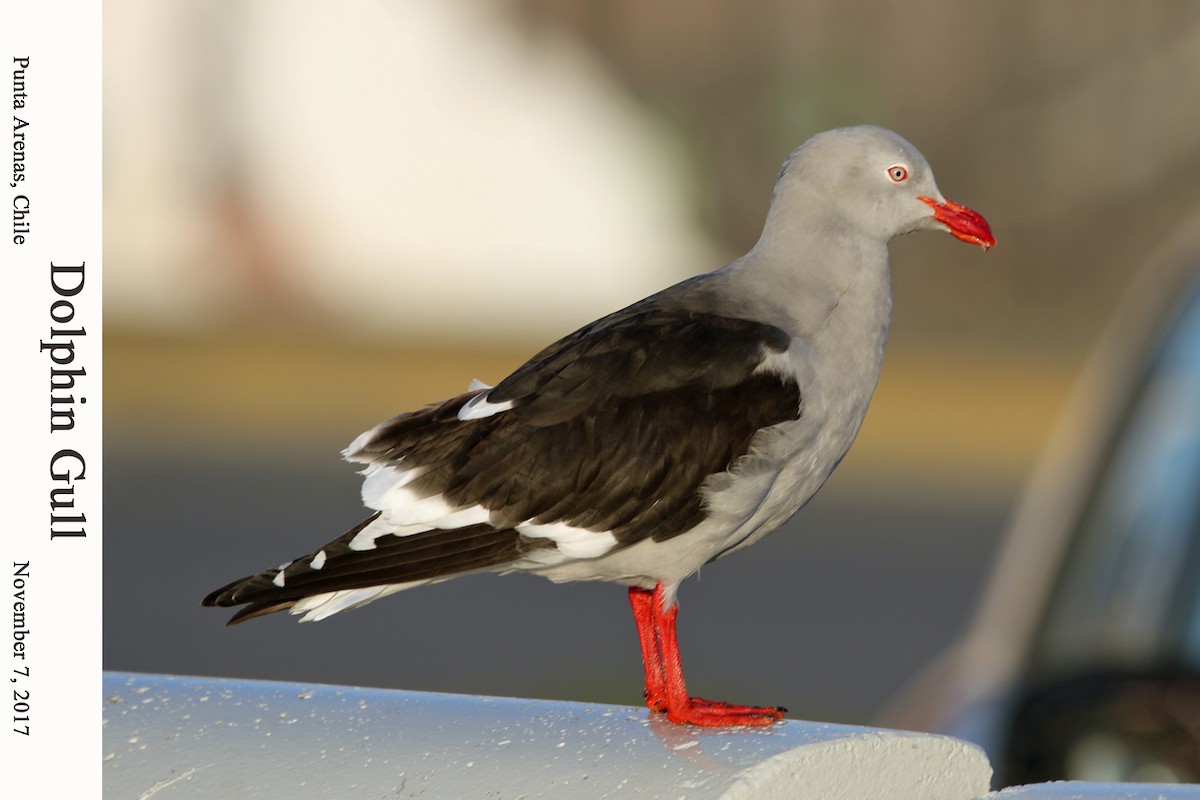 Dolphin Gull - William Parkin