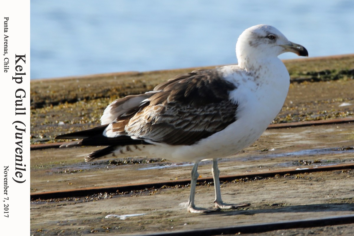 Kelp Gull - ML202881261