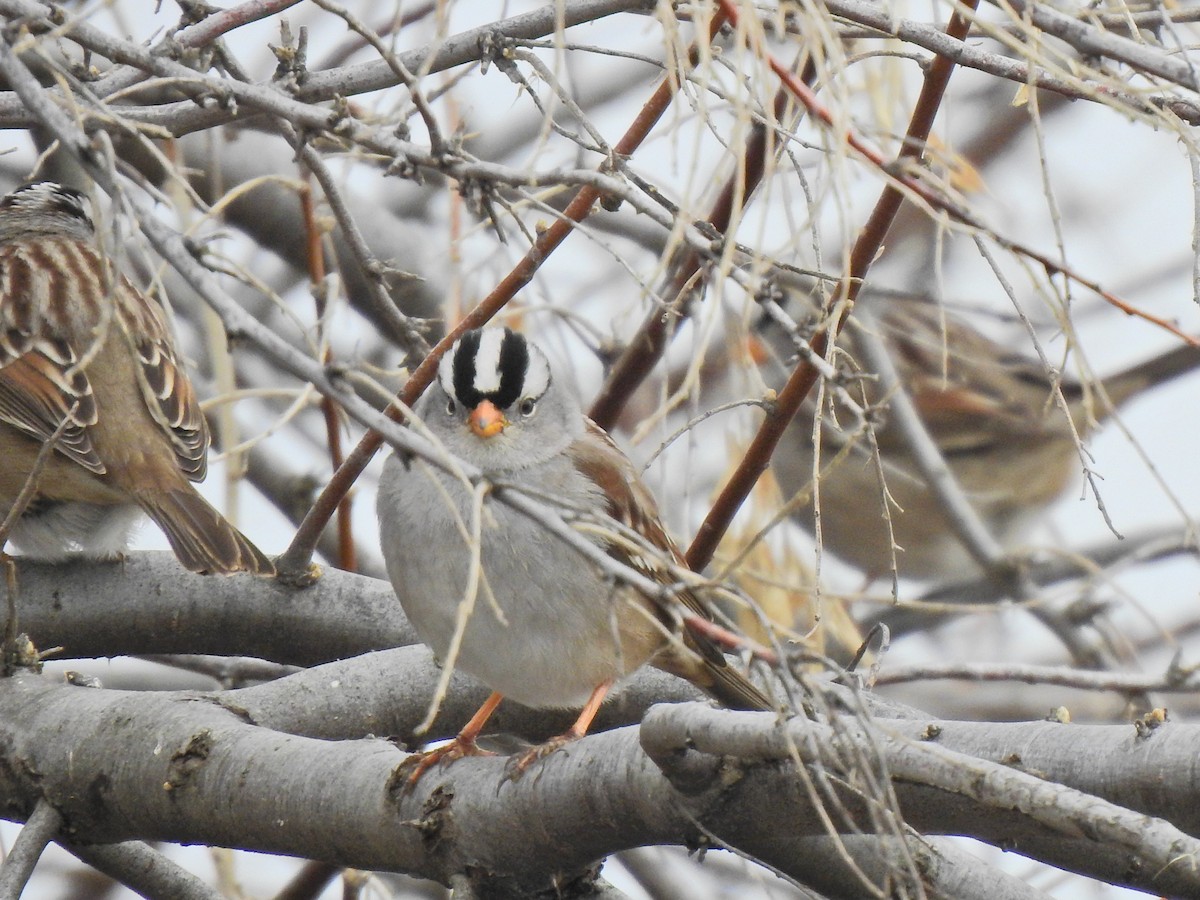 White-crowned Sparrow - ML202881631