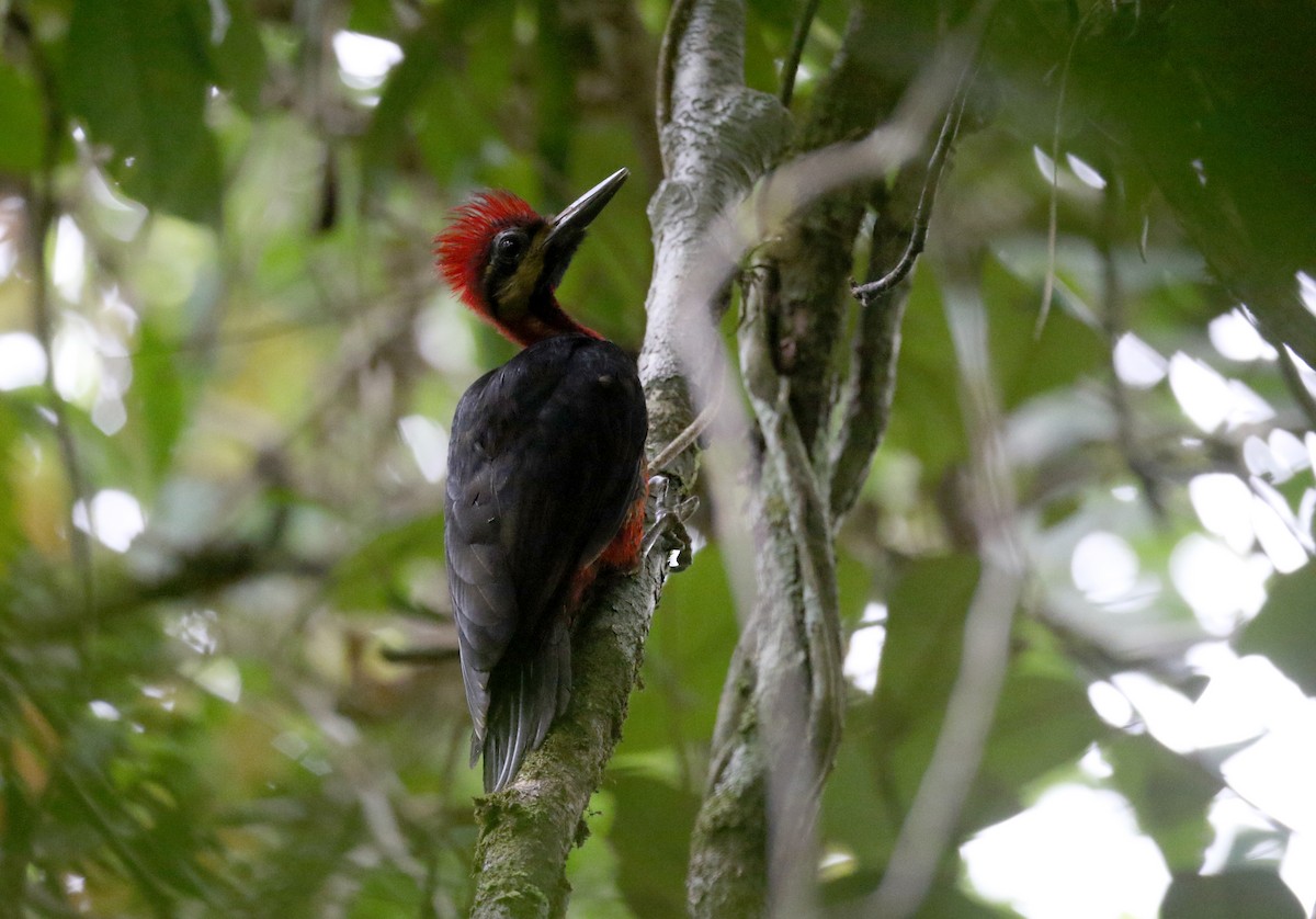 Picamaderos Ventrirrojo (splendens) - ML202881781